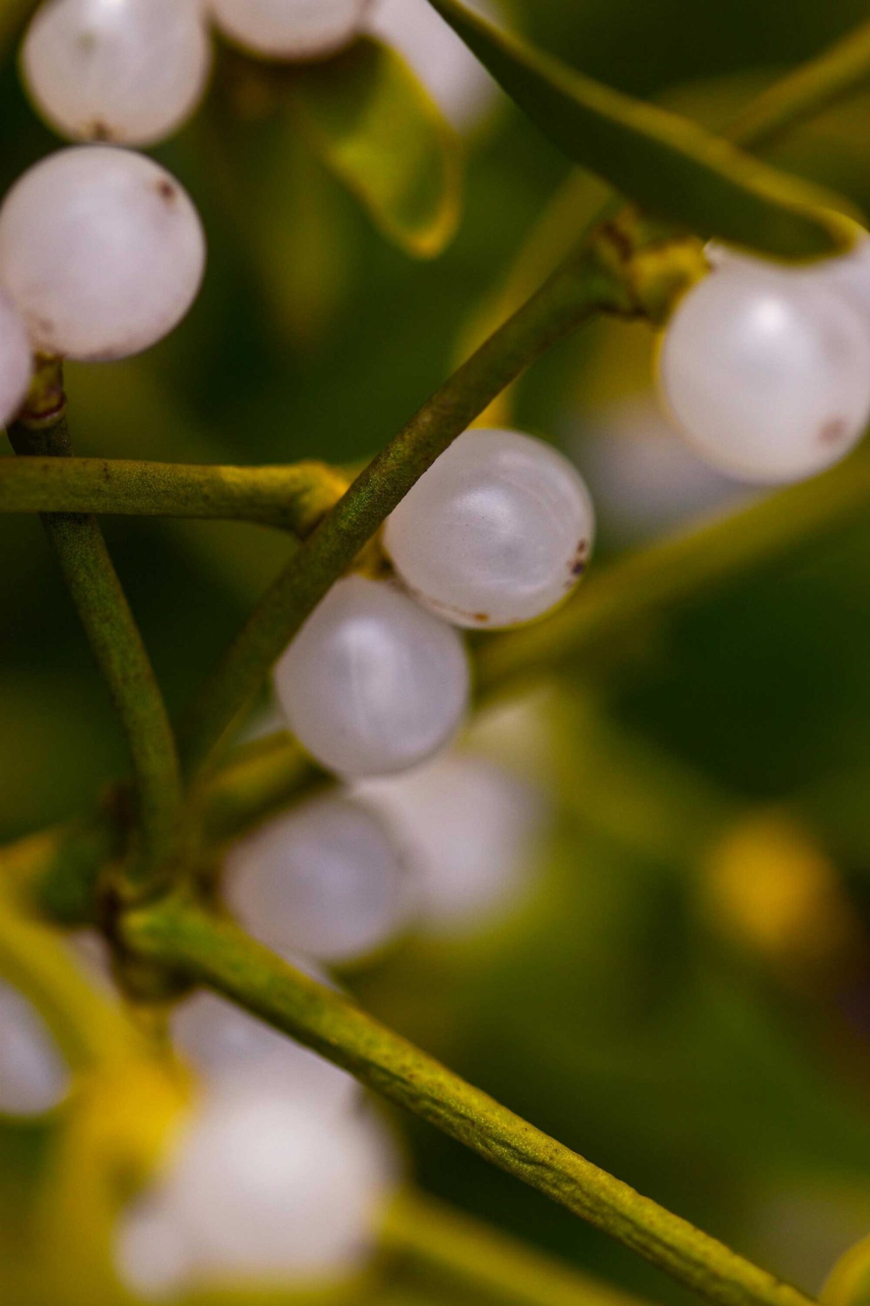 mistletoe-02